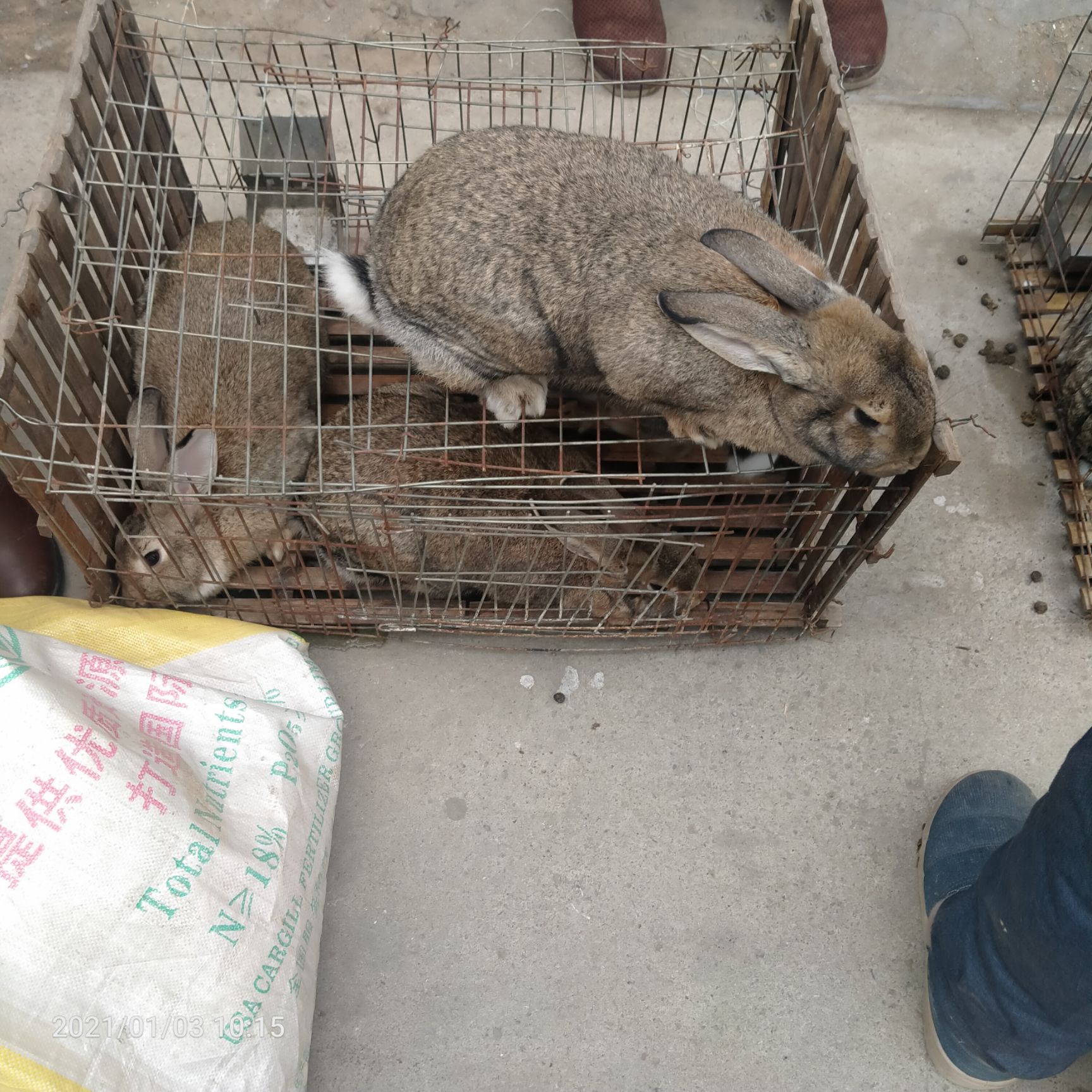 杂交兔  比利时种兔獭兔种兔