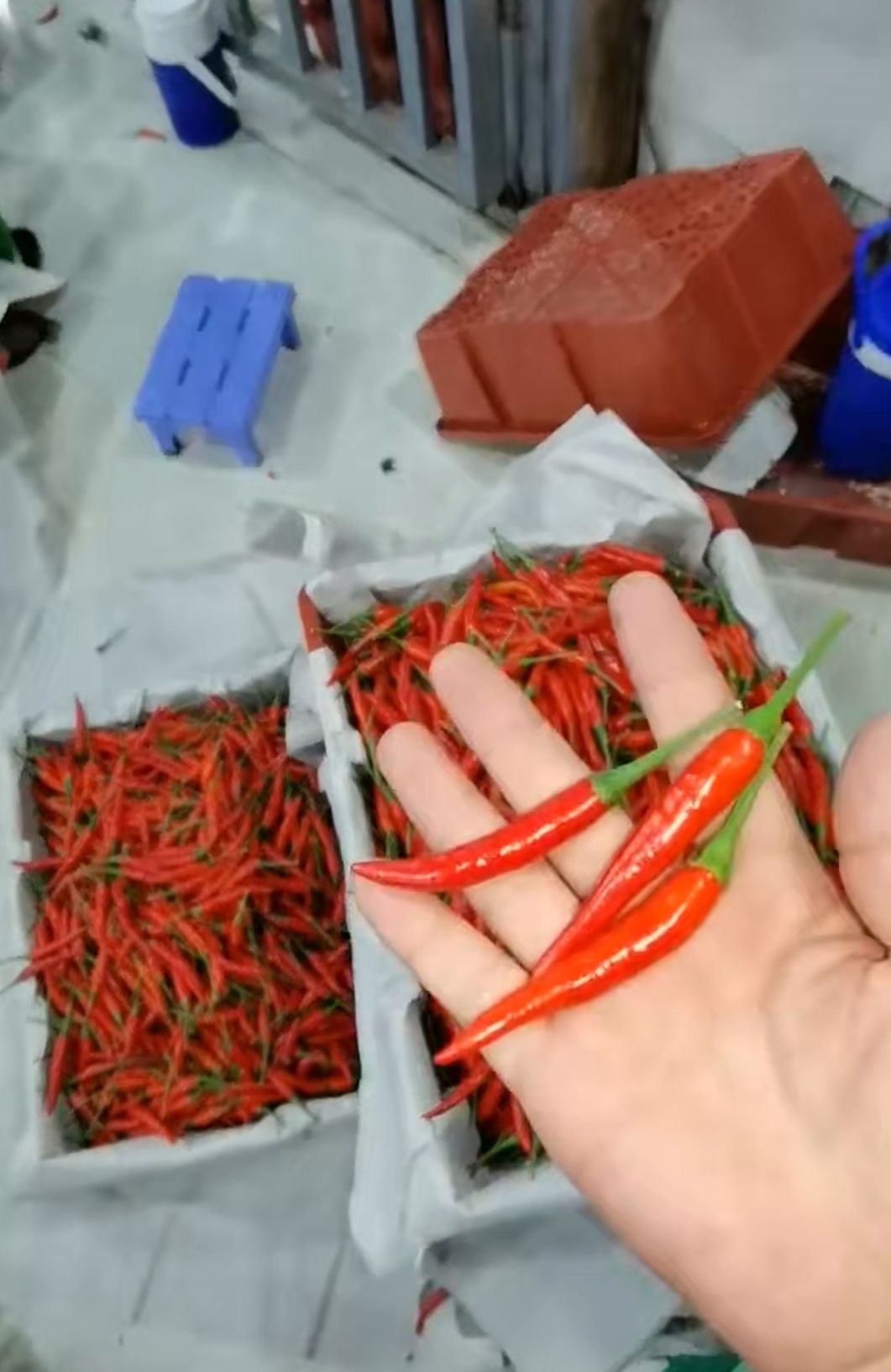 小米椒  越南小米辣  只发整柜18T左右净重  3240件✖️6kg