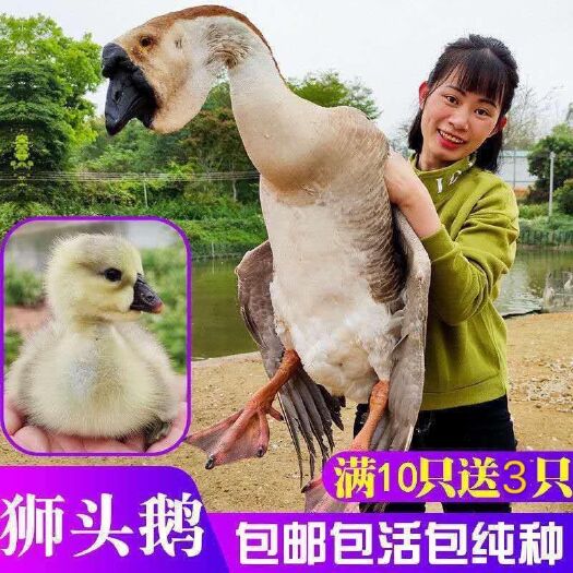 沛县狮头鹅苗纯种狮头鹅活体特大种大型纯种正宗狮子头鹅产蛋鹅朗德鹅