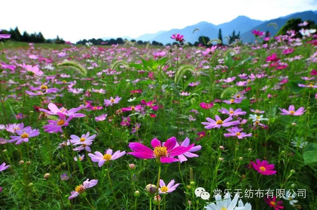 波斯菊种子  波斯菊