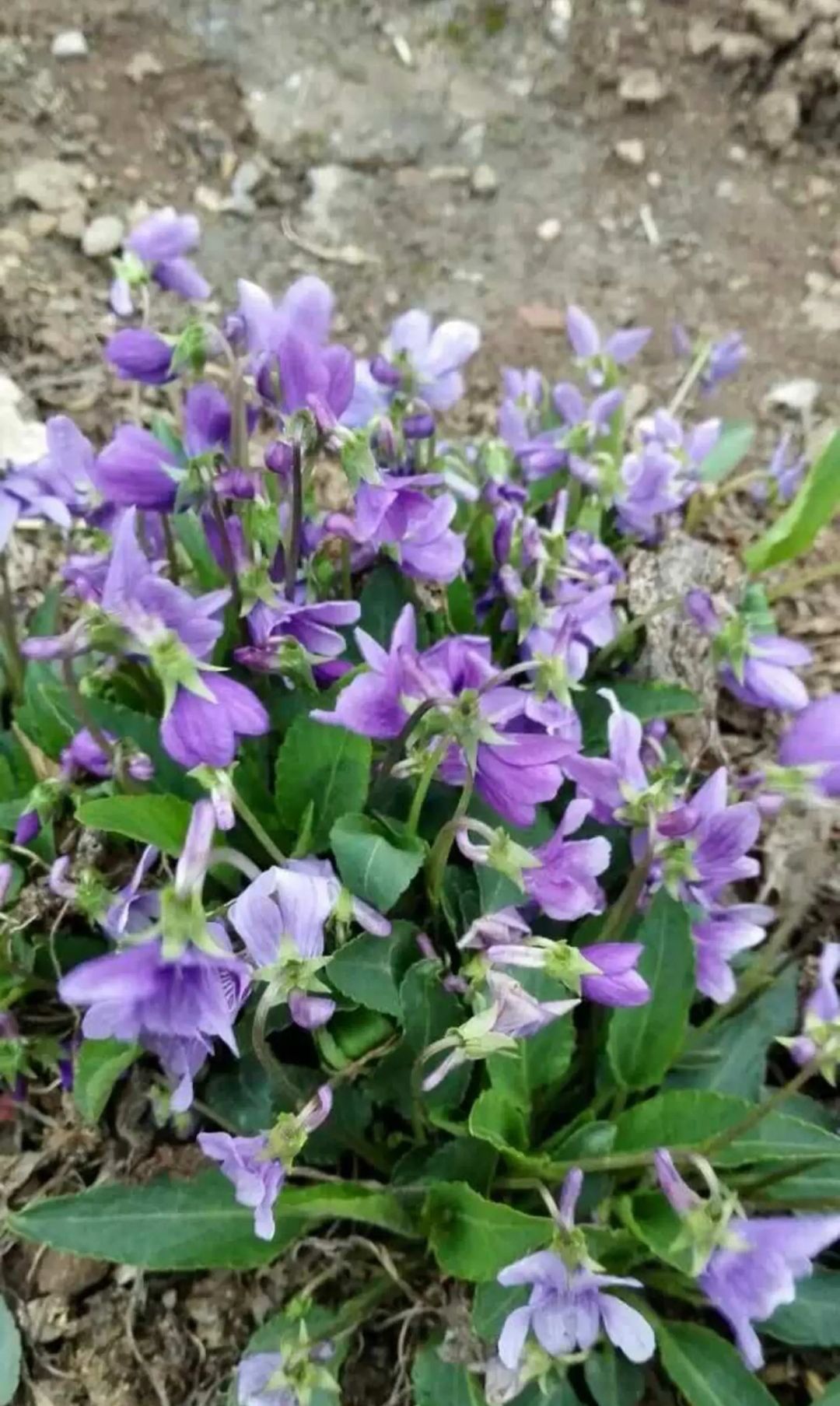 二月兰种子大量供应，春季3-4月观花品种,花海建植，绿肥