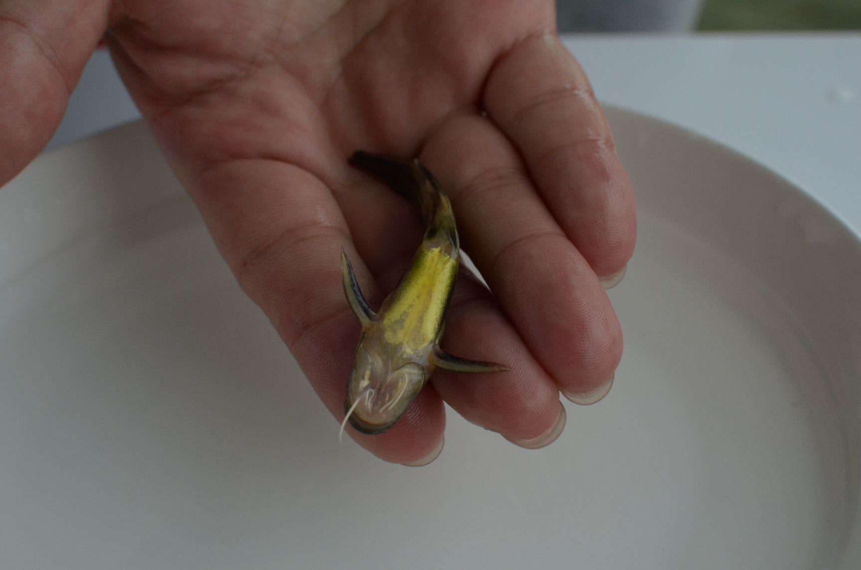 黄颡鱼苗  渔场直供 黄桑鱼苗 黄辣丁苗 黄骨鱼苗 杂交苗 全雄苗