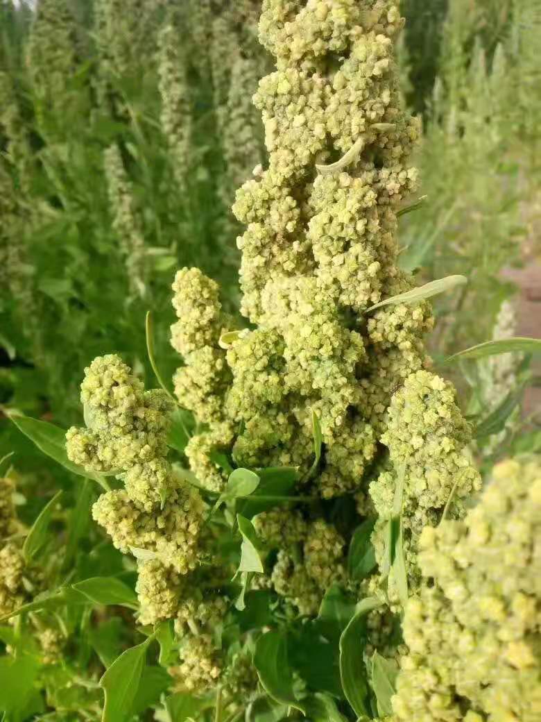 三色藜麦  青海青藏高原黑红白藜麦/昆仑好藜/青藜/大白雪藜