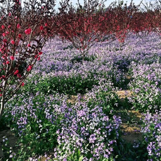 二月兰种子大量供应,春季3-4月观花品种,花海建植,绿肥