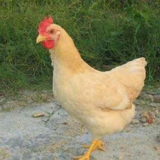 衡阳 贵妃鸡苗
