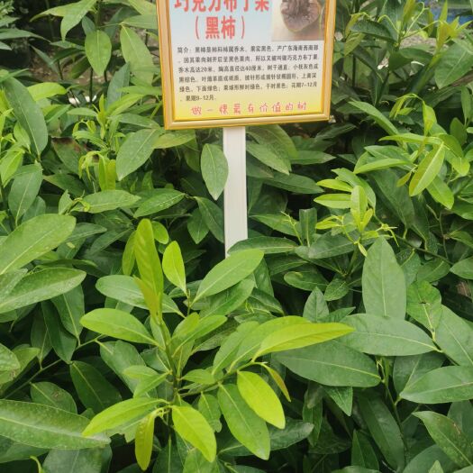 灵山县柿子树接穗  水果季新品上市巧克力布丁果黑柿冰淇淋果白柿正品嫁接苗带叶