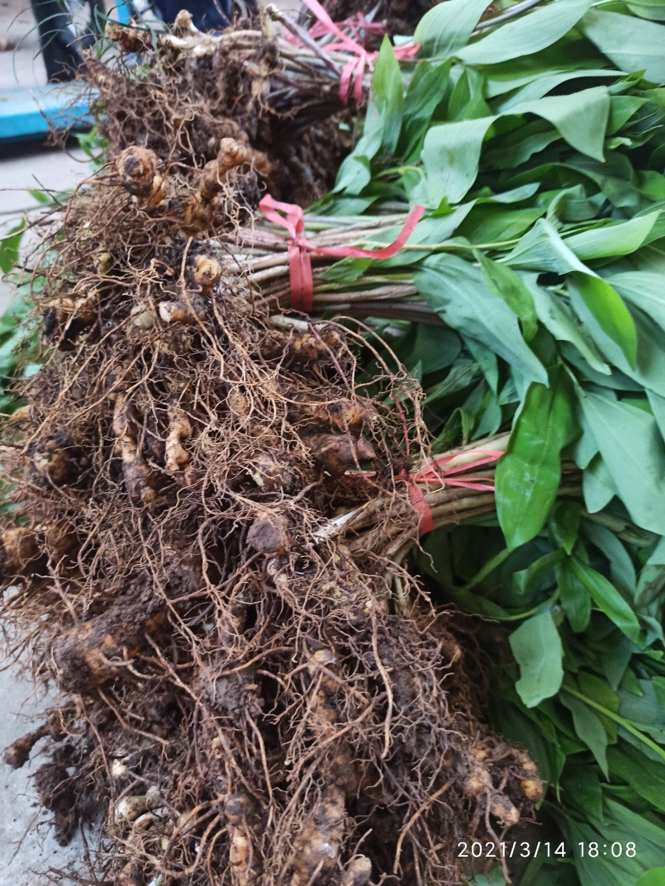 黄精种苗  多花姜形黄精苗 中苗 老虎姜山姜符合药典品种甜黄