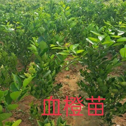 灵山县血橙苗