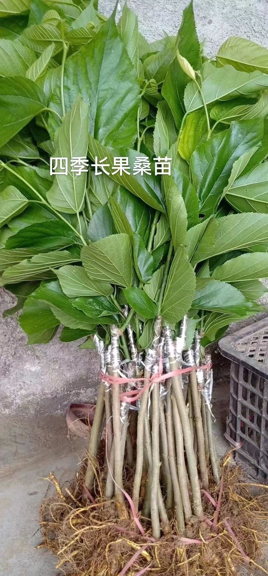 四季长果桑苗  大果桑苗  纯甜无酸味，当年种植当年挂果