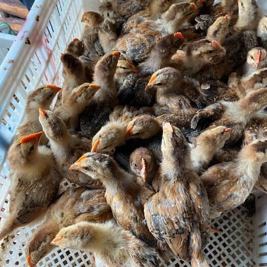 南宁脱温鸡苗  脱温黄土鸡苗，5两左右。