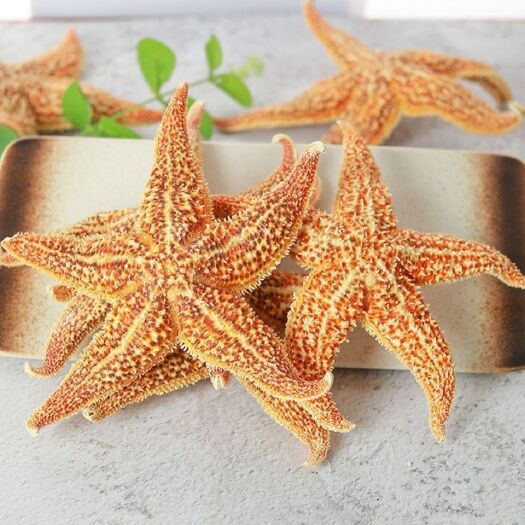 海星  正品干货    自然生长 可泡酒  2斤起包邮