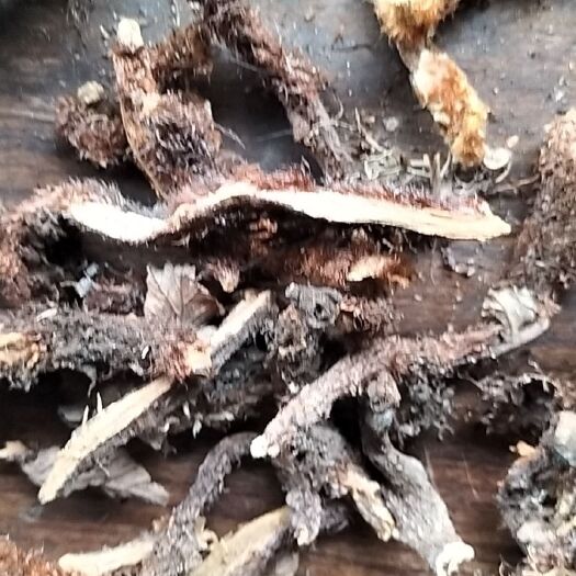 通江县骨碎补  找长期合作的