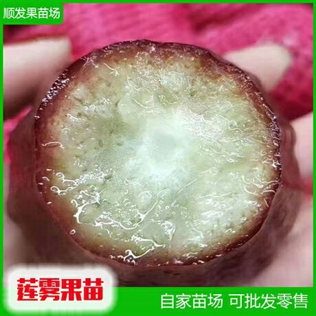 灵山县黑金刚莲雾苗  莲雾苗黑金刚莲雾嫁接苗大叶红莲雾嫁接苗地栽盆栽苗南北方可种植