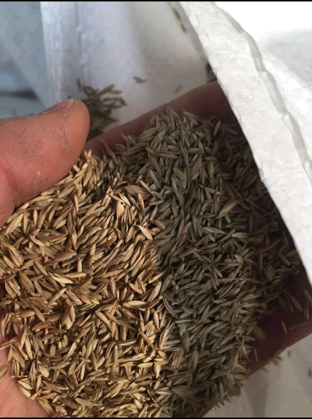 耐阴草(鸭茅)别名果园草、林下草，有鸭茅种子大