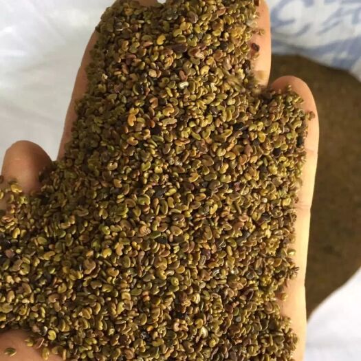紫云英种子为果园绿肥,轮作,颗粒饱满,可供观花