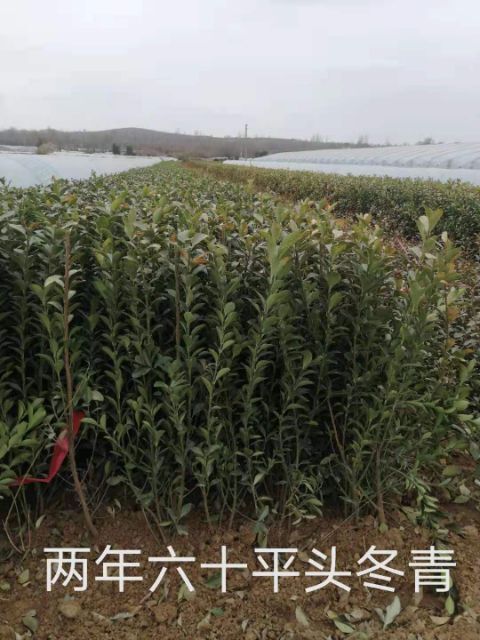 青州市60打底地栽冬青