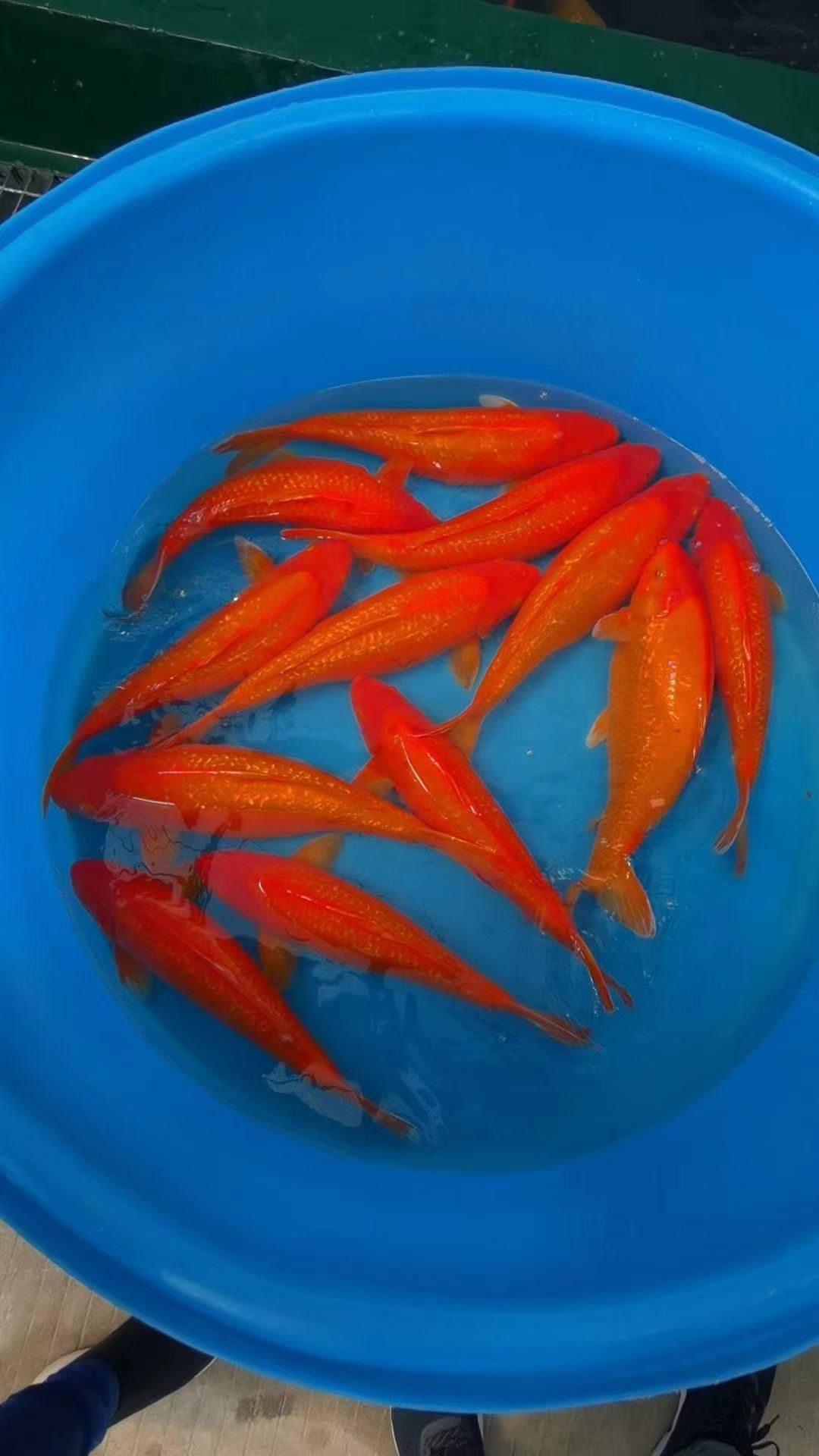日本锦鲤  钻石银鳞火鲤50-55cm