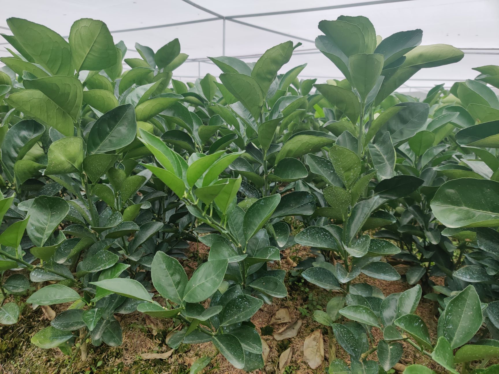 赣南脐橙苗 正宗赣南脐橙树苗