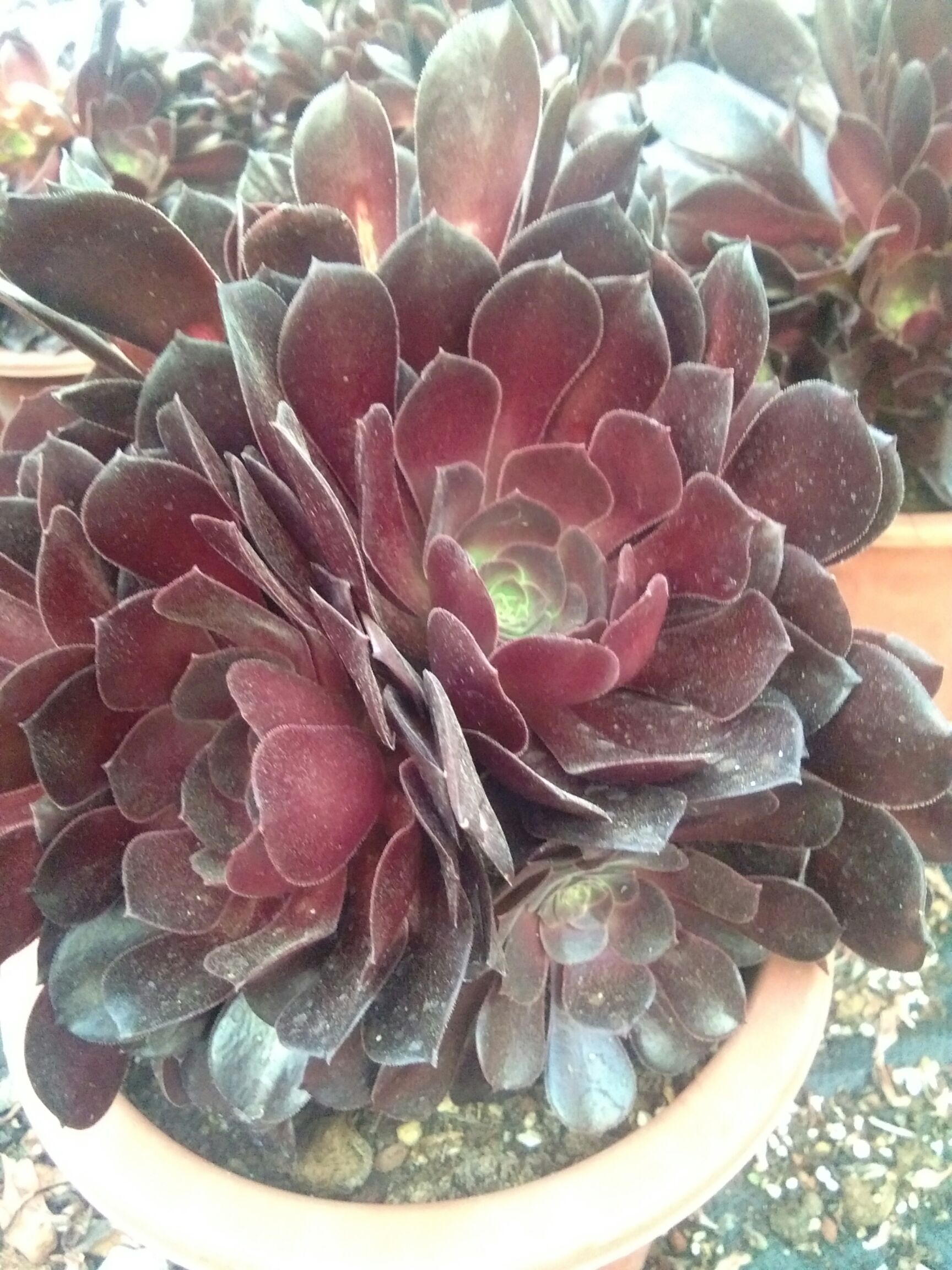 多肉法师  我是露天长大的，经得起风吹雨打，长期的日光浴，皮肤越来越黑。