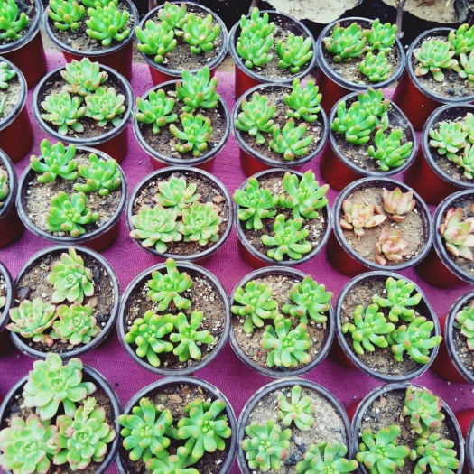 高唐县多肉植物 多肉砍头苗 当年发根苗 白牡丹苗