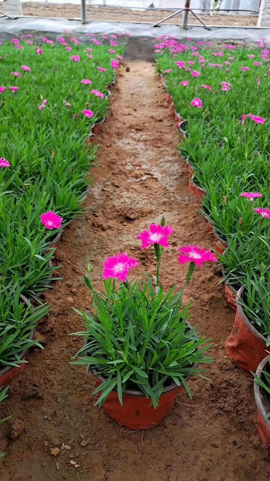 青州欧石竹种植基地，