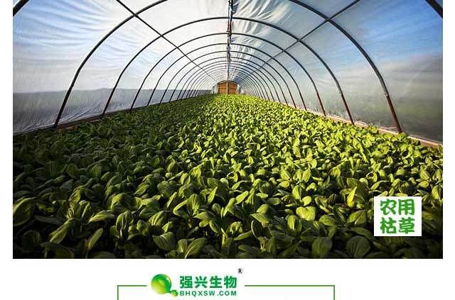 枯草芽孢杆菌绿色生态有机种植**杀菌剂农业种植专用