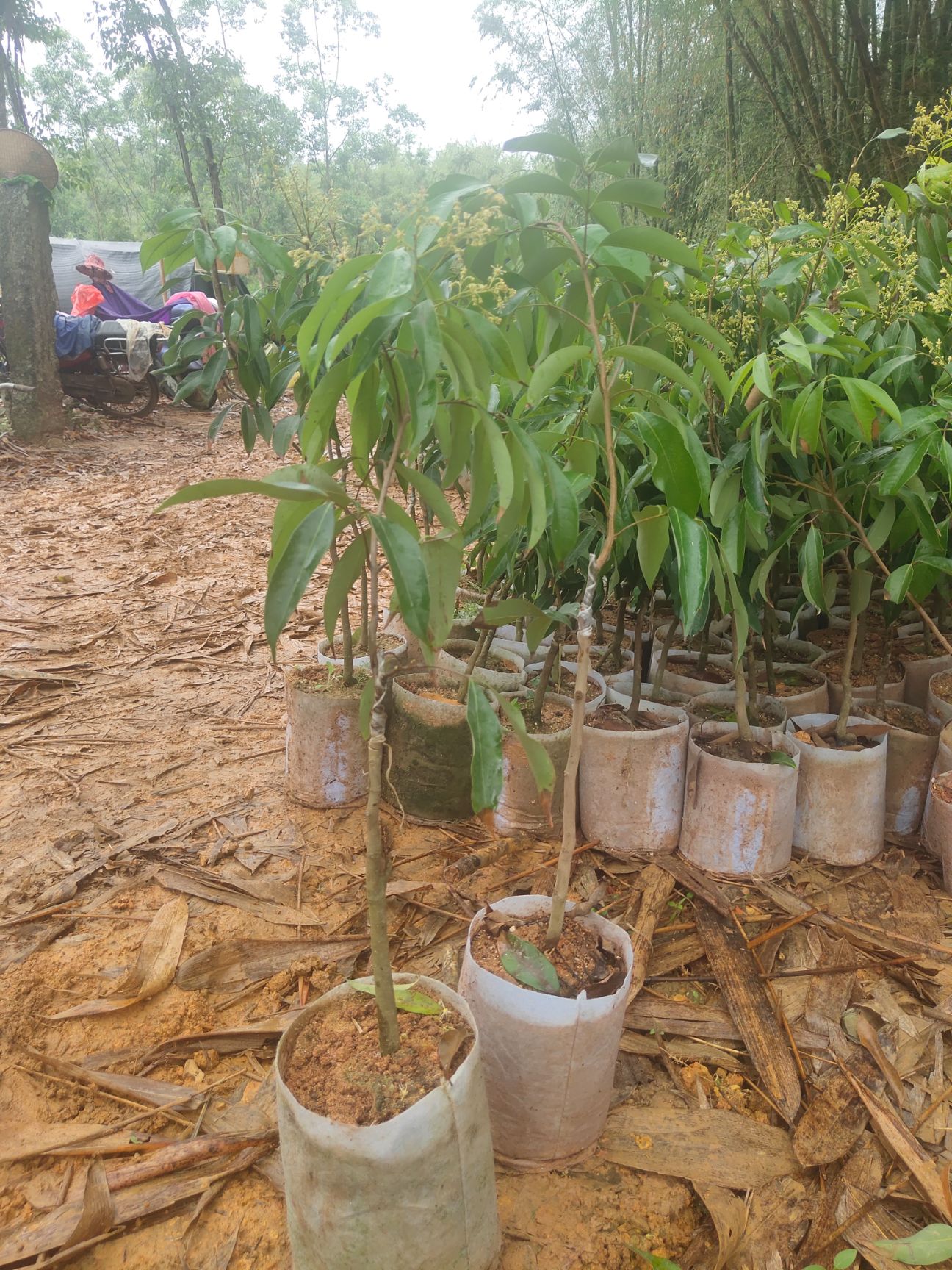 无核荔枝苗杯苗