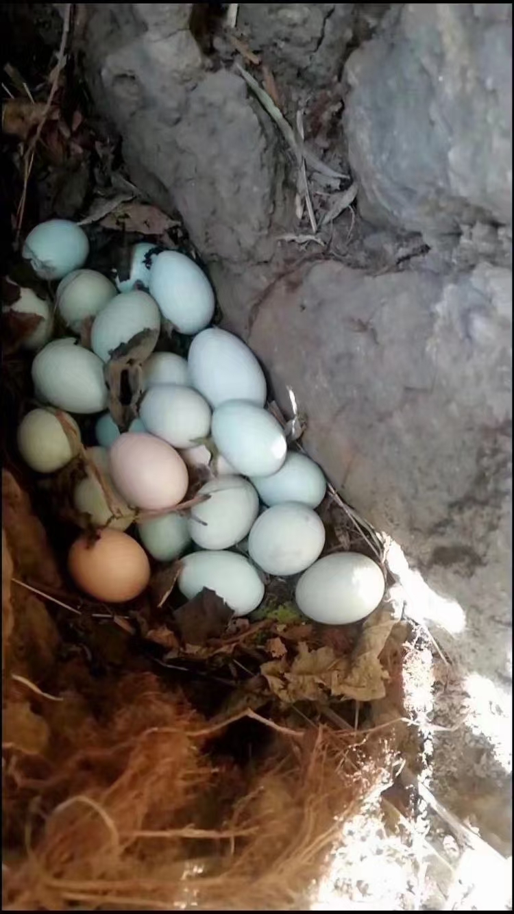 绿壳蛋鸡蛋 绿壳鸡蛋 新鲜山西农家散养五黑鸡 可视频看货