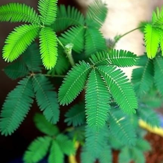 含羞草种子 含羞草盆栽植物阳台绿植花卉种子种籽四季易种