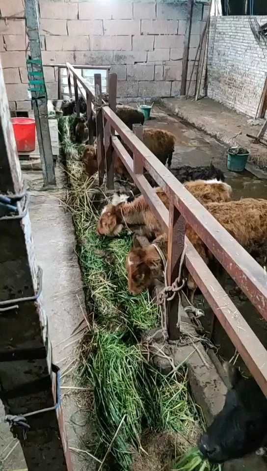 杂交牛  常年出售西门塔尔牛 西门塔尔牛犊 小牛犊 感兴趣的私聊，杂交