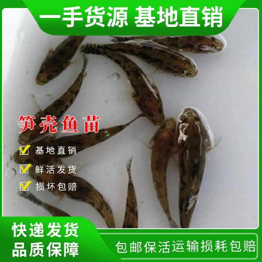 中山市笋壳鱼  苗 泰国优质笋壳苗 杂交苗