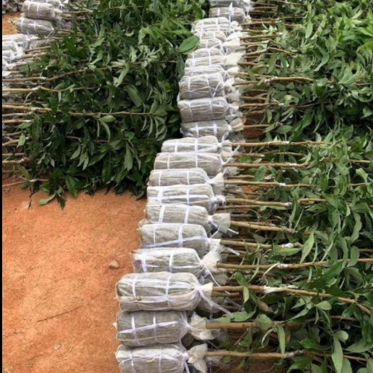 灵山县妃子笑荔枝苗