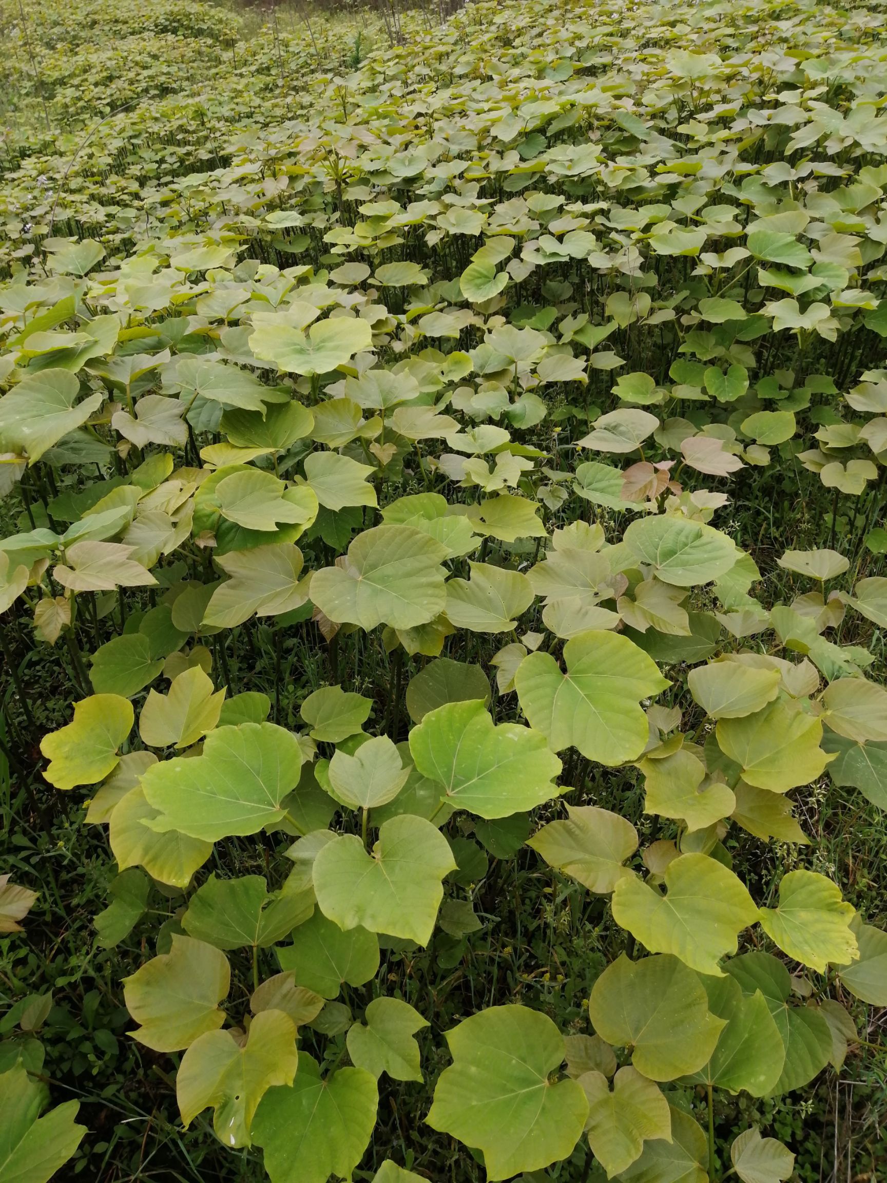 油桐苗基地常年批发，买油桐树苗，就找重庆俊尧