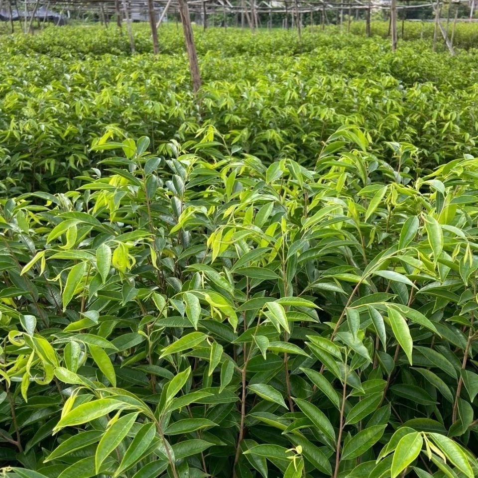 沉香苗  正宗绿奇楠沉香嫁接树苗产地直销带营养杯发货假一赔十