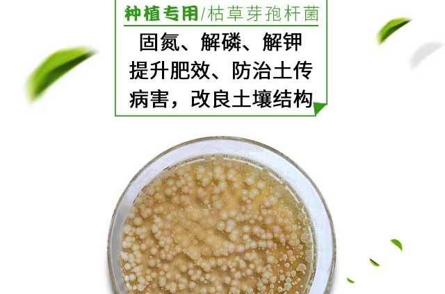枯草芽孢杆菌绿色生态有机种植**杀菌剂农业种植专用