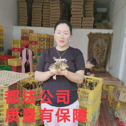 南宁麻鸭苗  大种杂交鸭肉鸭苗田鸭麻鸭包打好疫苗