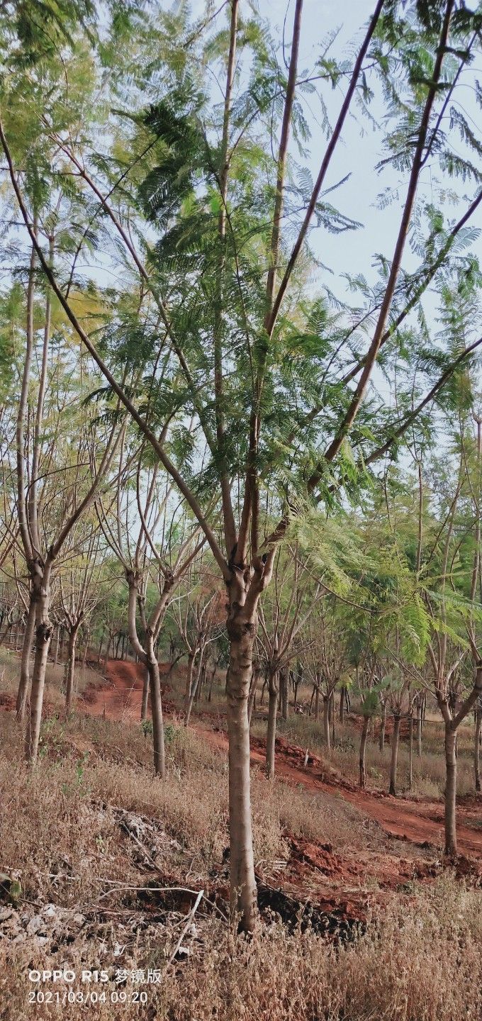 蓝花楹  15一一22Cm蓝花楹。树型随选！价格面谈！