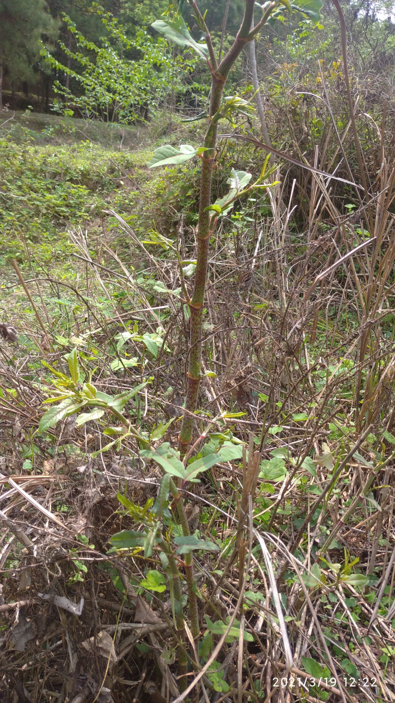 广东本土新鲜虎杖