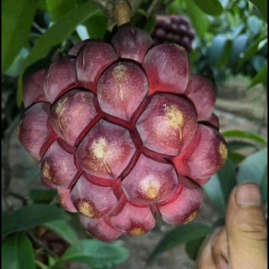 灵山县粉红黑老虎苗
