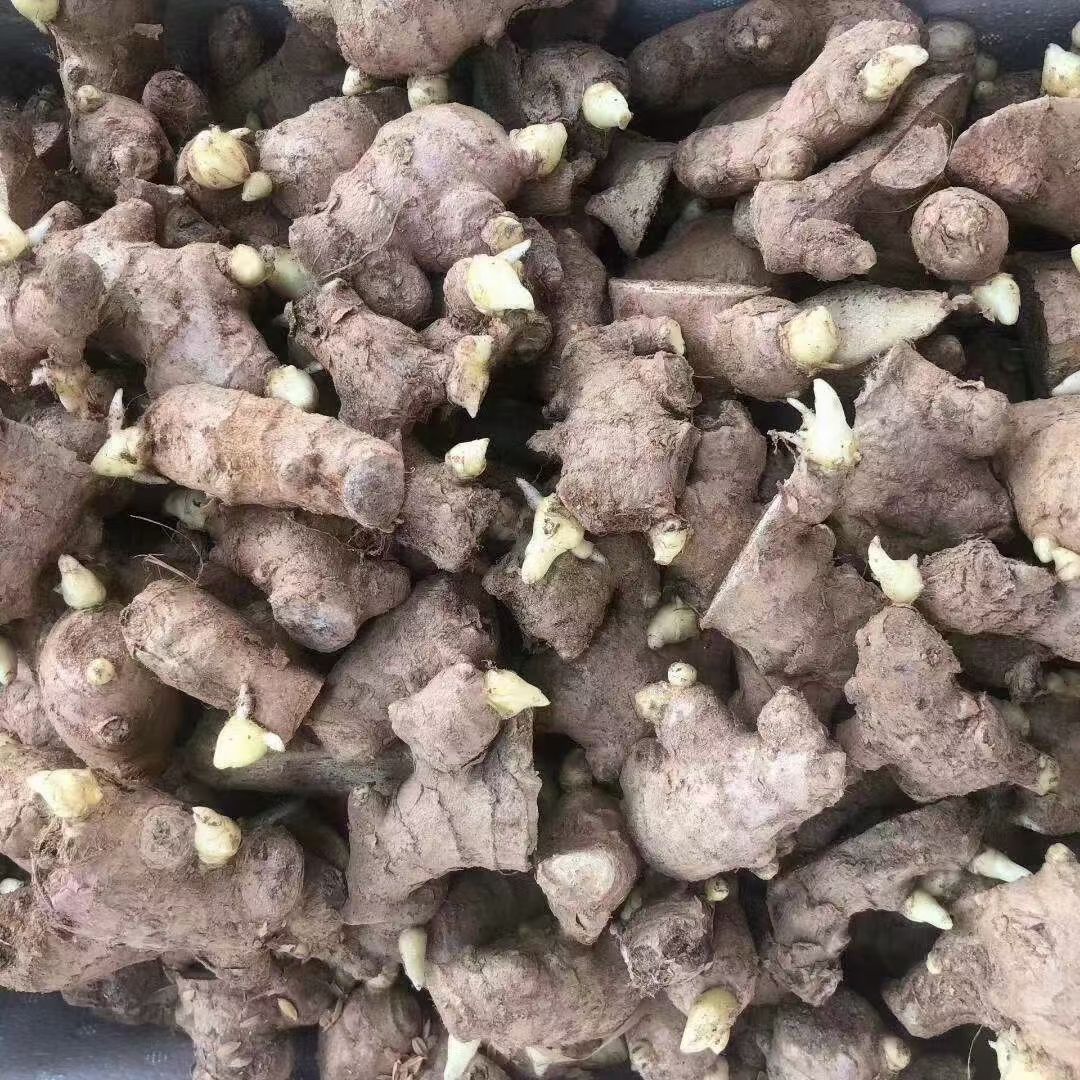 湖北368姜种大量批发  全国发货专业技术指导 全国发货
