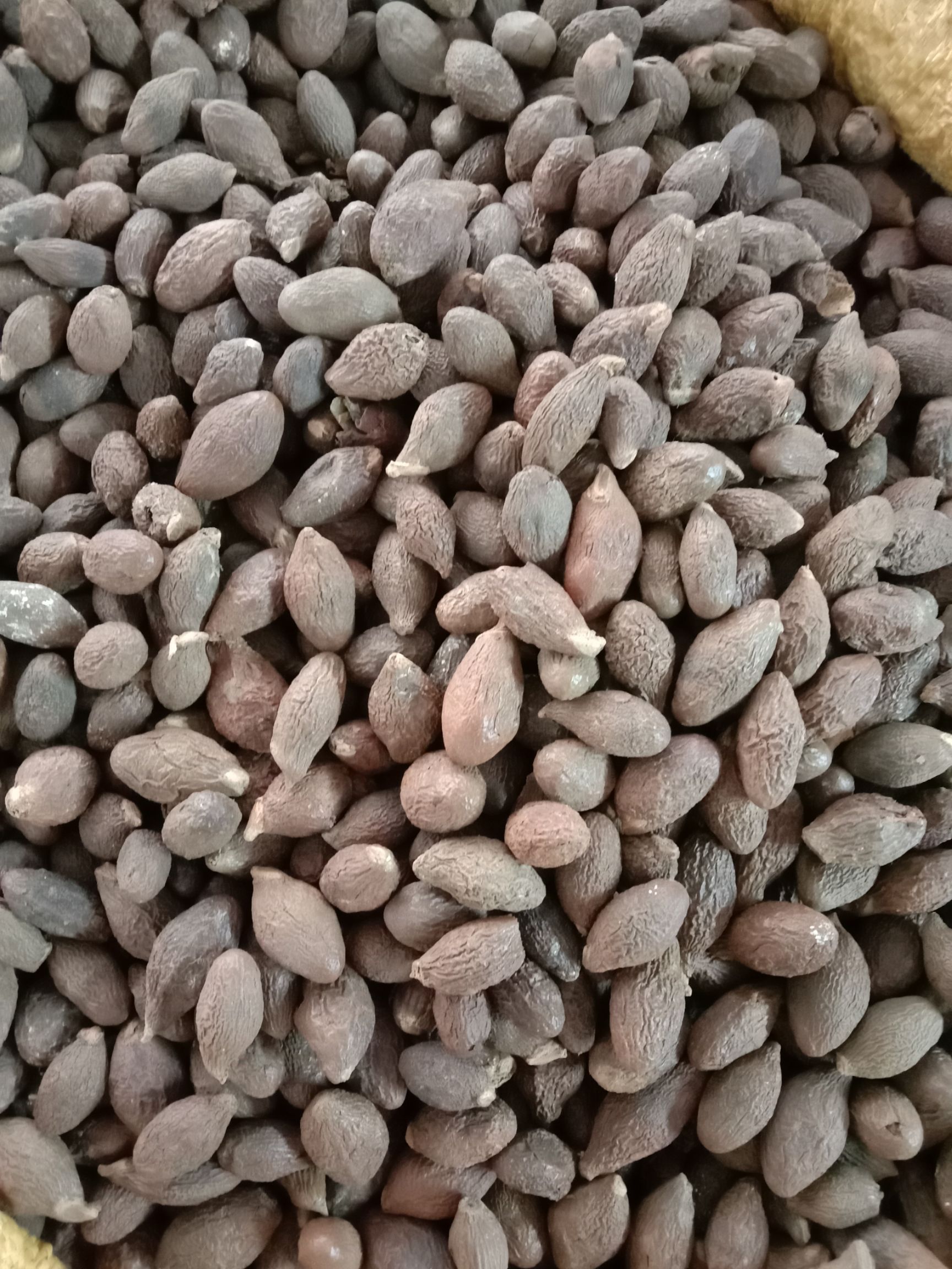 大海子  胖大海