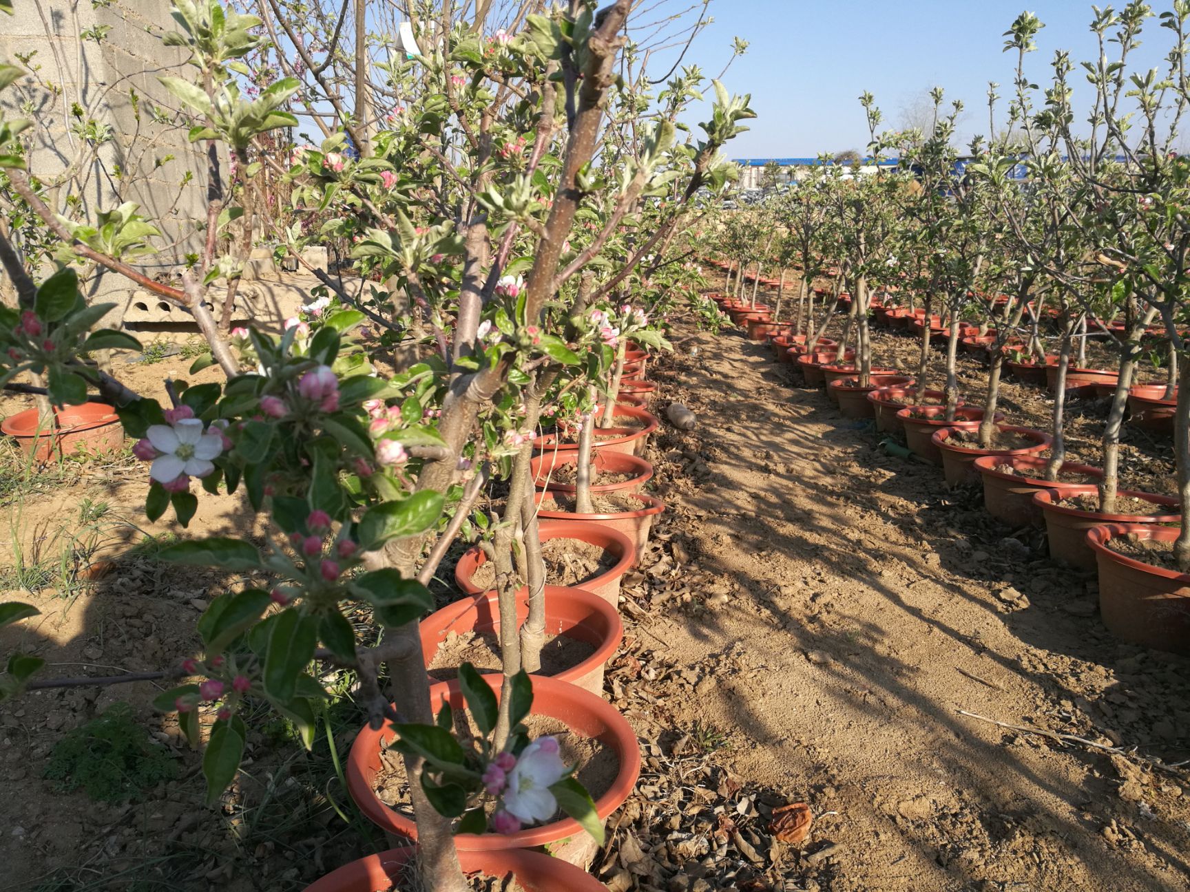 寒富苹果树苗 苹果盆景