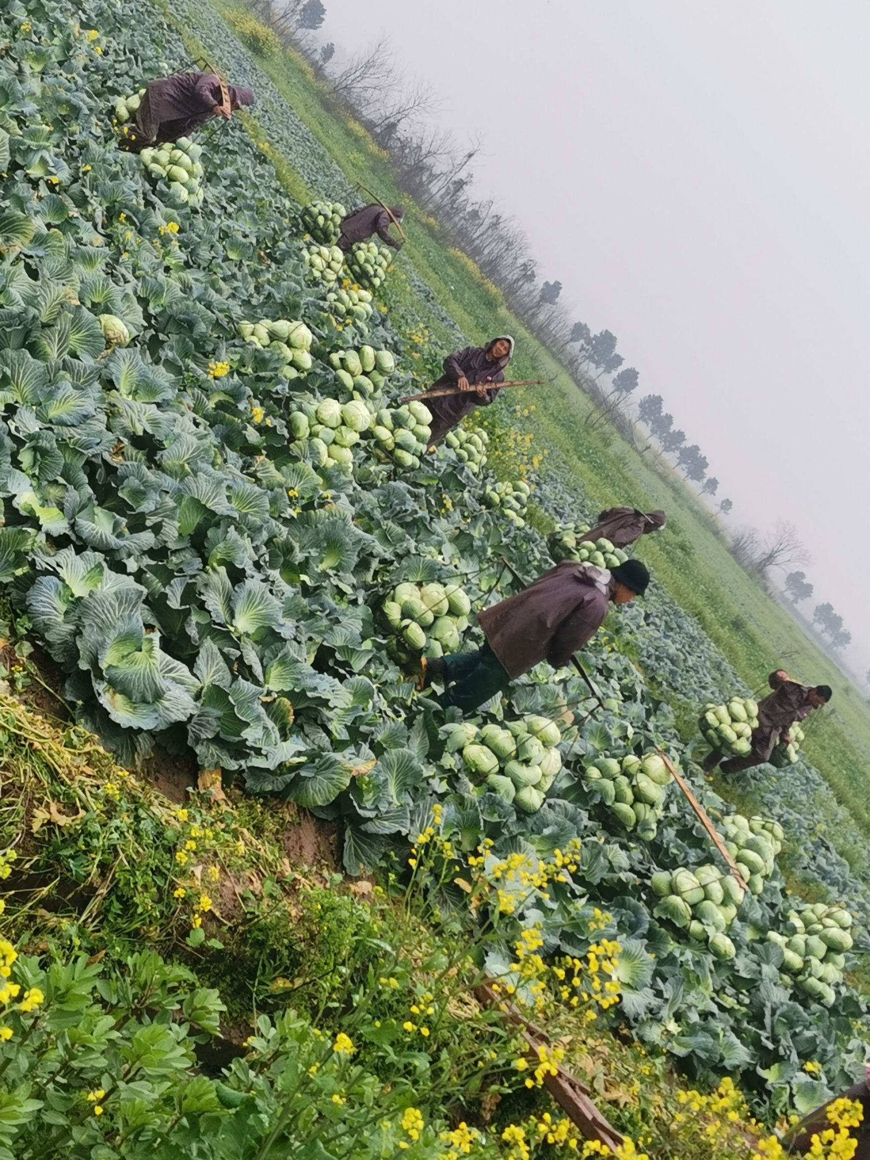 绿包菜  新菜苗（绿春）扁包刚刚上市质量扛扛的