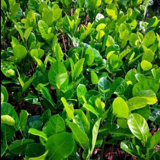 灵山县红肉菠萝蜜苗  红肉菠萝蜜，泰国8号菠萝蜜