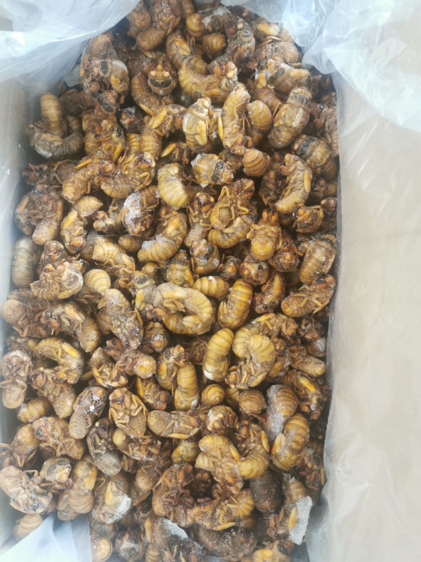 蝉蛹  黄金蝉，熟冻，质量好