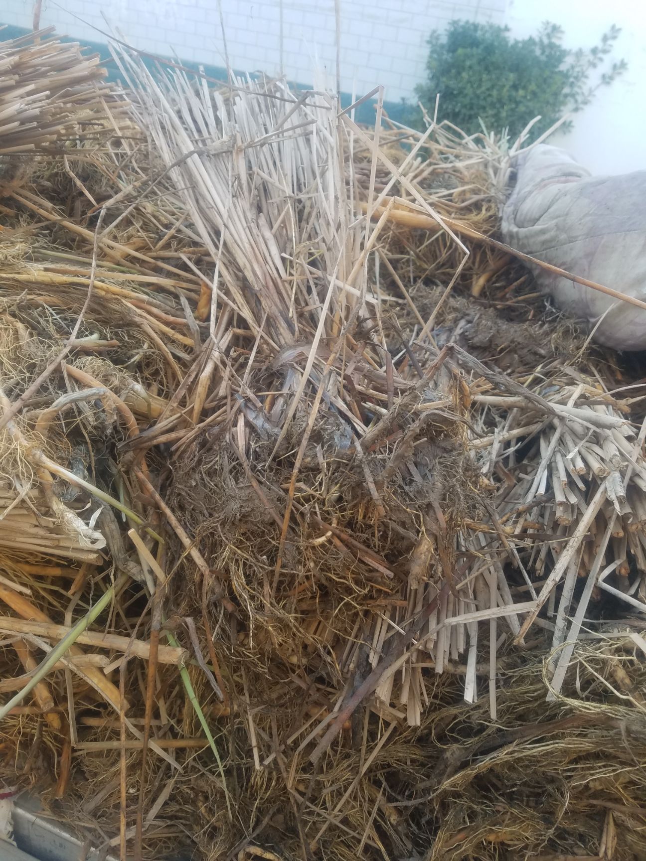 小香蒲 大量出售，香蒲