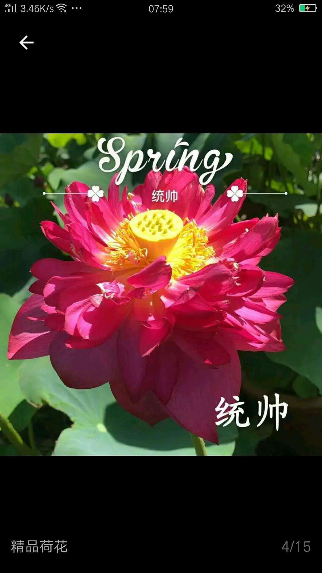 出售，荷花，睡莲，芦苇，千屈菜，人工浮岛，美人蕉，黄昌蒲……