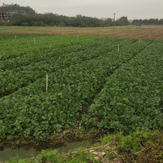 广州水田 菜场90亩地有十年合同