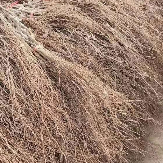 平邑县 贝达葡萄苗南北方可种植抗寒性强零下三十多度也可种植。