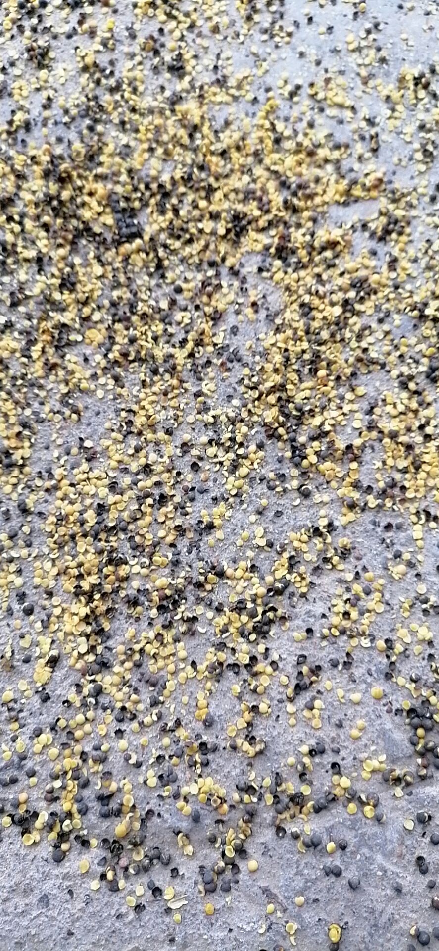 油菜籽  出油高达，金黄色，香味浓